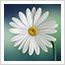 Flor